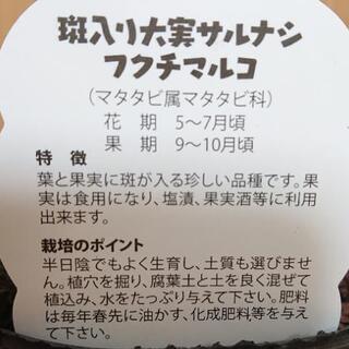 完売しました【植物】大実サルナシ、ベビーキウイの画像