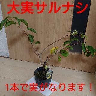 完売しました【植物】大実サルナシ、ベビーキウイ