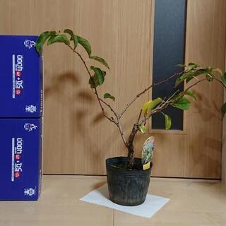 完売しました【植物】大実サルナシ、ベビーキウイの画像