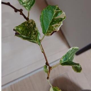 完売しました【植物】大実サルナシ、ベビーキウイの画像