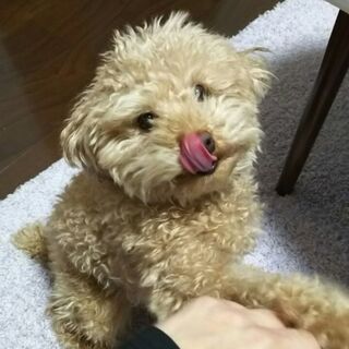 迷い犬ハッピーくん探しています。 - 札幌市