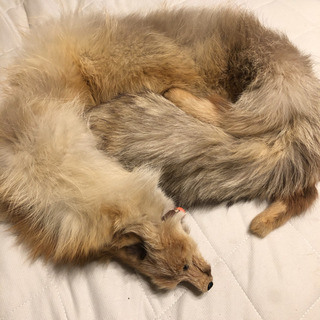 【最終値下】リアル　フォックスファー　顔つきの画像