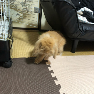 ウサギ 里親募集