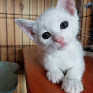 保護子猫ちゃん2匹🐱2匹共は決まりました！ありがとう😊