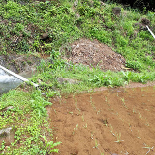 🌾新米🌾 令和元年  山間の湧水 ひのひかり32㎏🌾完売しました有難うございました。感謝の画像