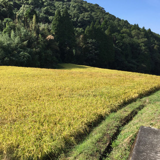 🌾新米🌾 令和元年  山間の湧水 ひのひかり32㎏🌾完売しました有難うございました。感謝の画像