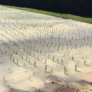 🌾新米🌾 令和元年  山間の湧水 ひのひかり32㎏🌾完売しました有難うございました。感謝の画像