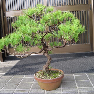 盆栽　赤松