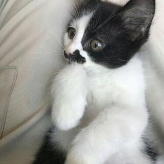里親さま募集 白黒男の子