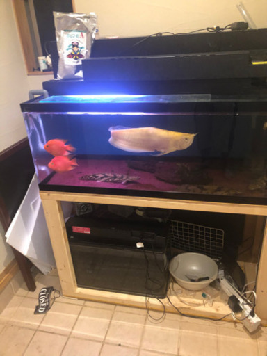 アルビノシルバーアロワナ 宇部市引取り限定