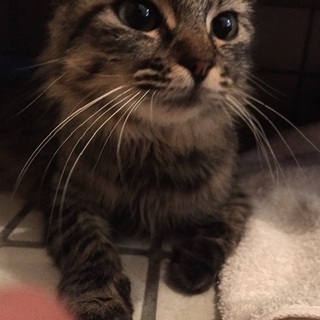 4匹の子猫のお母さん猫の里親さん募集中