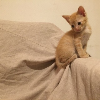 ※トライアル決定〜4匹の子猫の里親さん募集中〜ハムちゃん