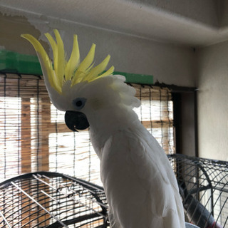 鳥好き