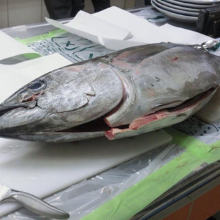 【10/14(月・祝)マグロ解体ショー】みんなで楽しくマグロ食べ...