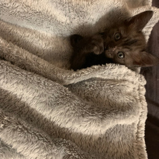 ♂猫   3ヶ月  （黒）