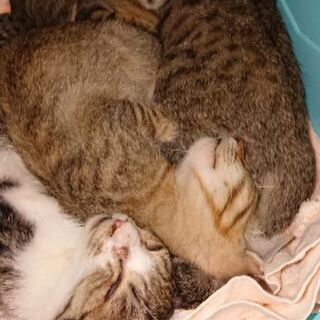 ４匹の兄弟猫です｡１匹からでも可能です｡