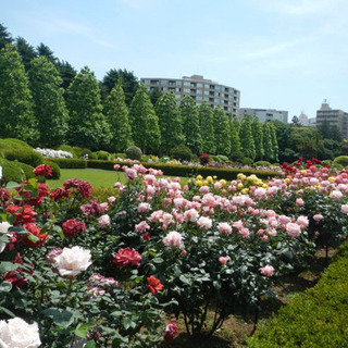 新宿御苑　秋バラ🌹のガイドウォーク