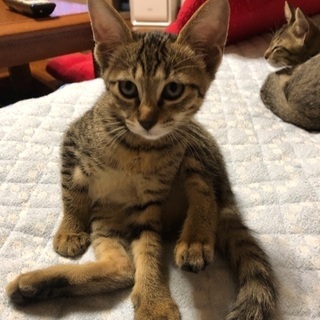 キジトラ二匹と黒猫