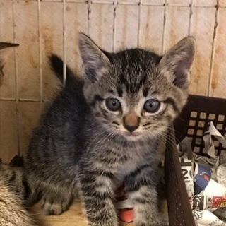 生後2ヶ月★可愛いキジトラの仔猫ちゃん♡