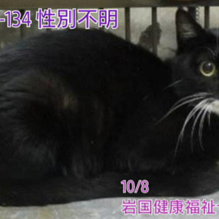 保健所収容。人馴れしている黒白ちゃん