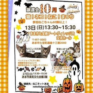 あま市で子猫の譲渡会