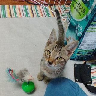 «里親募集» とても人懐っこい子猫です！