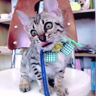 猫好きの友達募集