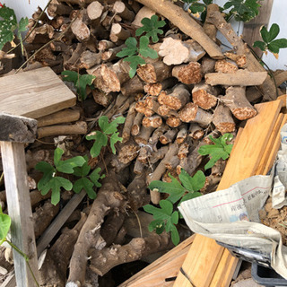 薪(みかんの木)2の画像