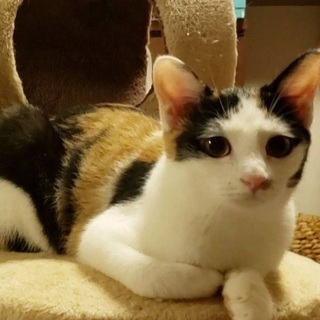 可愛らしい小顔三毛子猫♪ コロコロ転がって甘えます！の画像