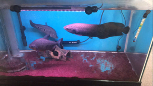 ナイルアロワナ♡30センチ♡