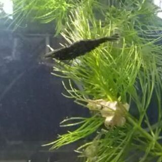 漆黒のミナミヌマエビ(たぶんメス)