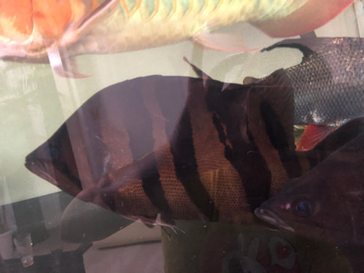極上　ダトニオ プラスワン　約35cm