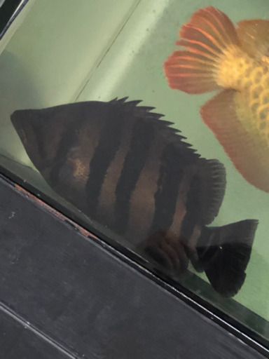 極上　ダトニオ プラスワン　約35cm