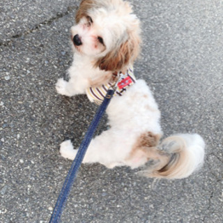 ダックスとマルチーズのMIX - 犬