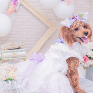 わんちゃんドレス撮影会🐶👗