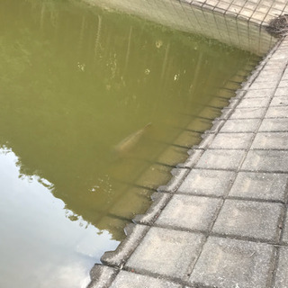 バス釣り🐟（野池）