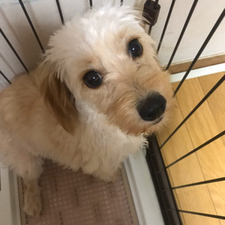 素敵な里親様がお迎えに来てくださいました😊💓