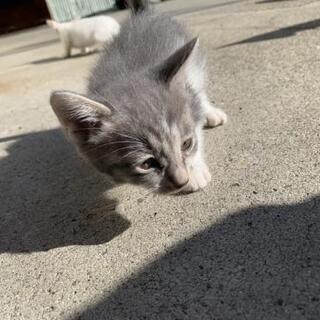 8月23日生まれの子猫です。