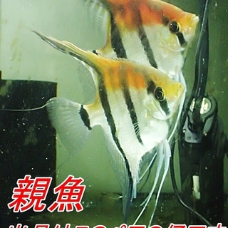 エンゼルフィッシュ（スカラレ レッドショルダー）