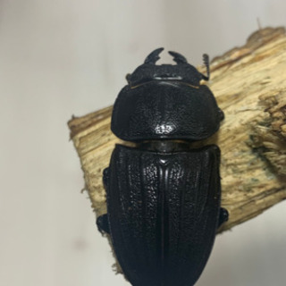 早い者勝ち、おまけ付き！スジブトヒラタ 新成虫ペア (♂64mm ♀39mm)の画像