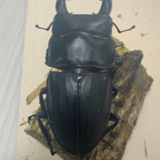 早い者勝ち、おまけ付き！スジブトヒラタ 新成虫ペア (♂64mm ♀39mm)の画像