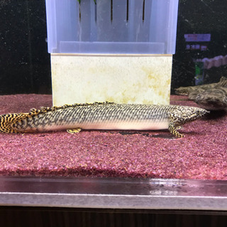 ポリプテルス オルナティピンニス