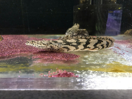 ポリプテルス エンドリケリー1