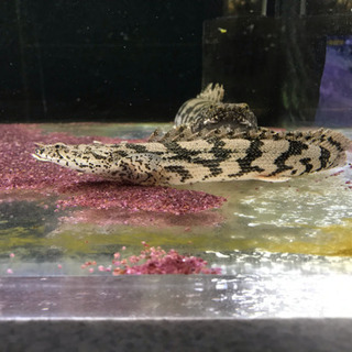 ポリプテルス エンドリケリー1
