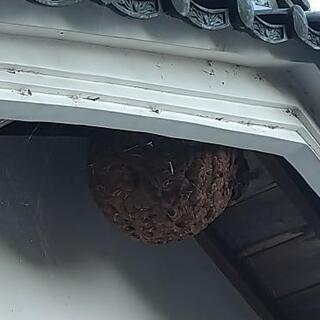 蜂の巣駆除　 - 便利屋
