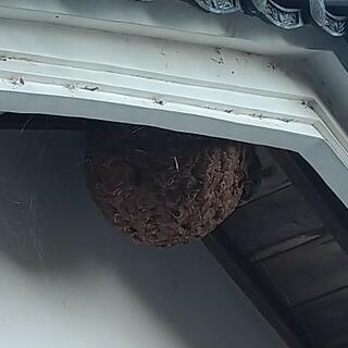 蜂の巣駆除　