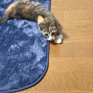 子猫（1.5ヶ月）の里親募集です