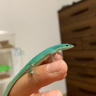 四国でカナヘビ好きな方 飼ってるって方いませんか?!