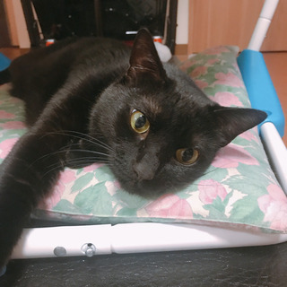 飼い主募集(オス♂)