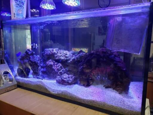 海水魚一式